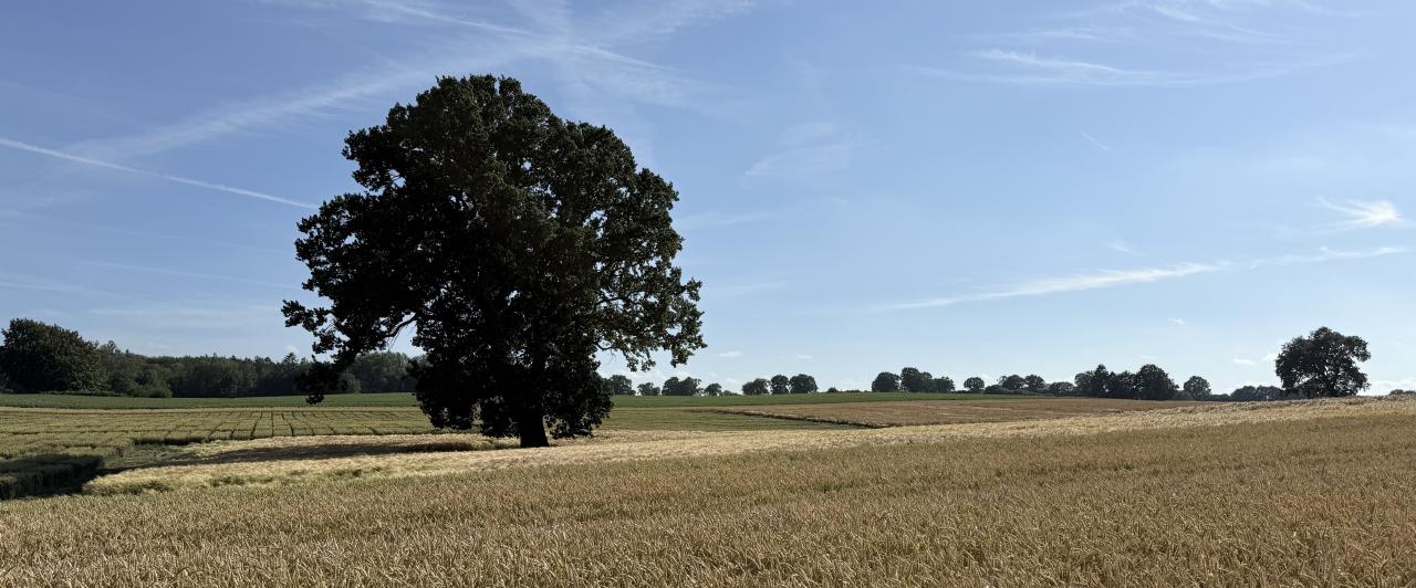 Das Korn ist erntereif